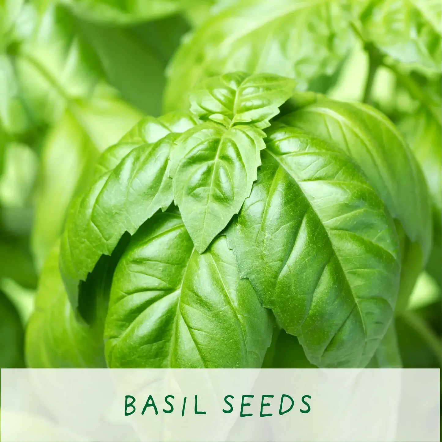 Mr Herbyhead Eco Grow Your Own Plant Kit, a sustainable gardening gift for growing fresh herbs at home Eco-Friendly-Online-Shop