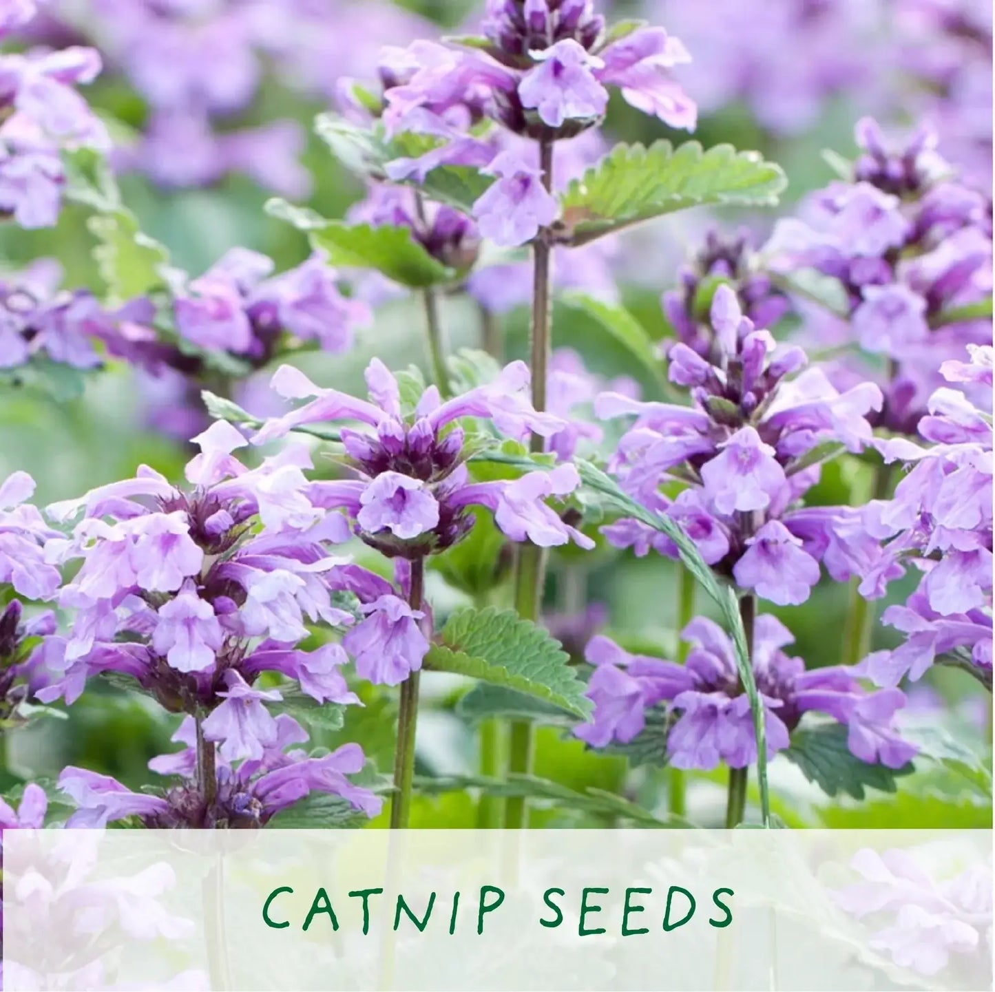 Purrfect Treat Eco Grow Your Own Plant Kit, a sustainable gardening bundle designed for cat owners to cultivate fresh treats at home.