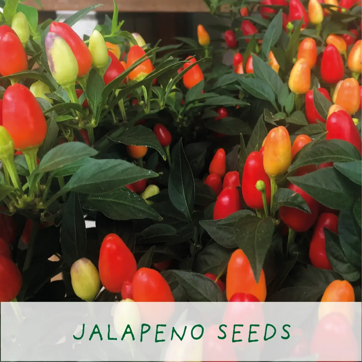Red Hot Chilli Pot Grow Your Own Plant Kit, a spicy gardening gift for cultivating fresh chillies at home.