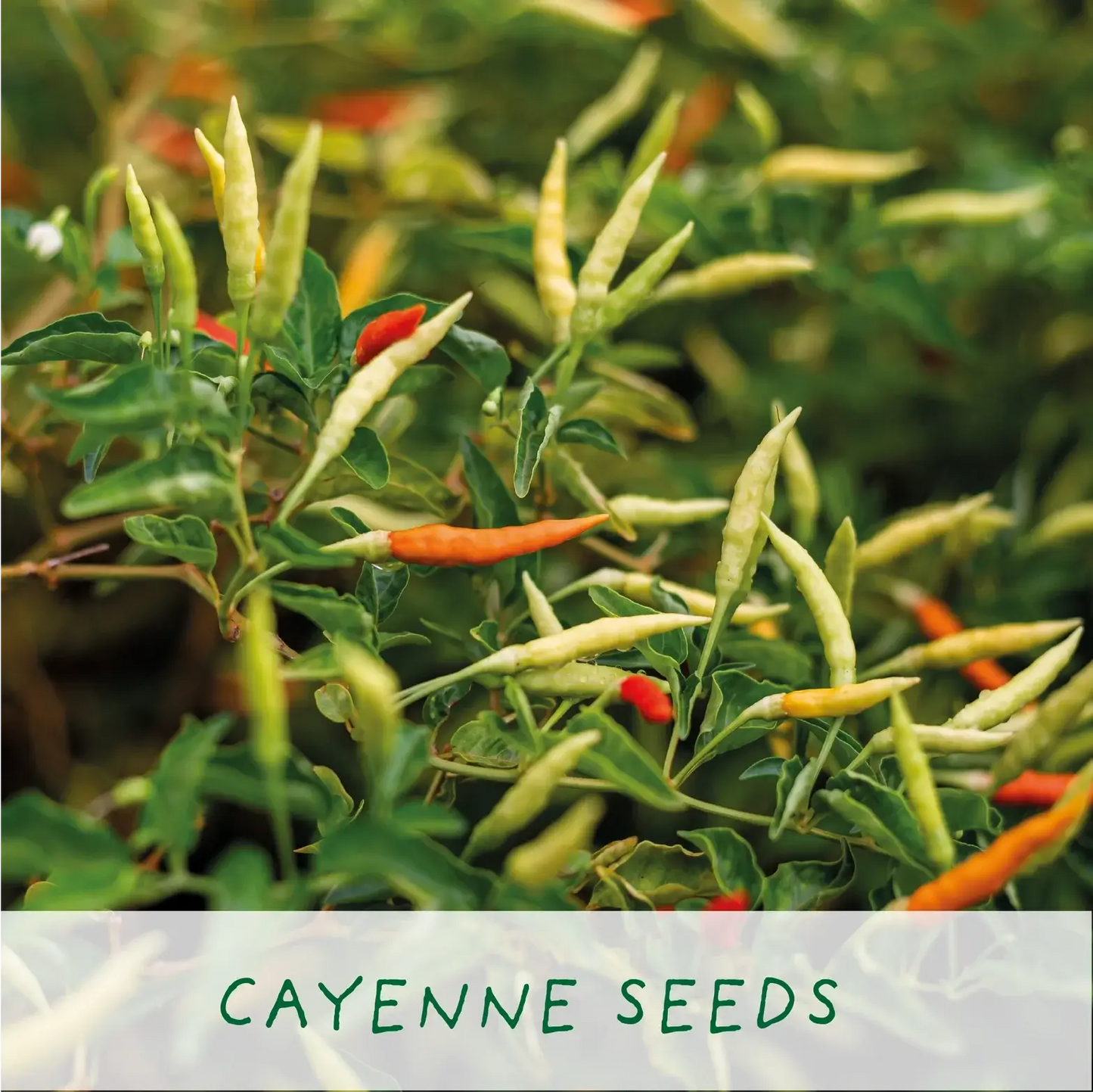 Red Hot Chilli Pot Grow Your Own Plant Kit, a spicy gardening gift for cultivating fresh chillies at home.