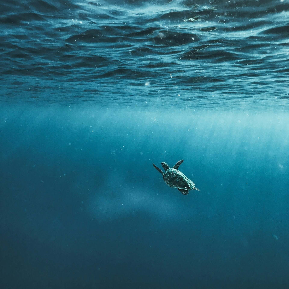From Reef Rescue to Plastic-Free Coasts: How Your Purchases Help Save Our Oceans - Sea turtle swimming under water.