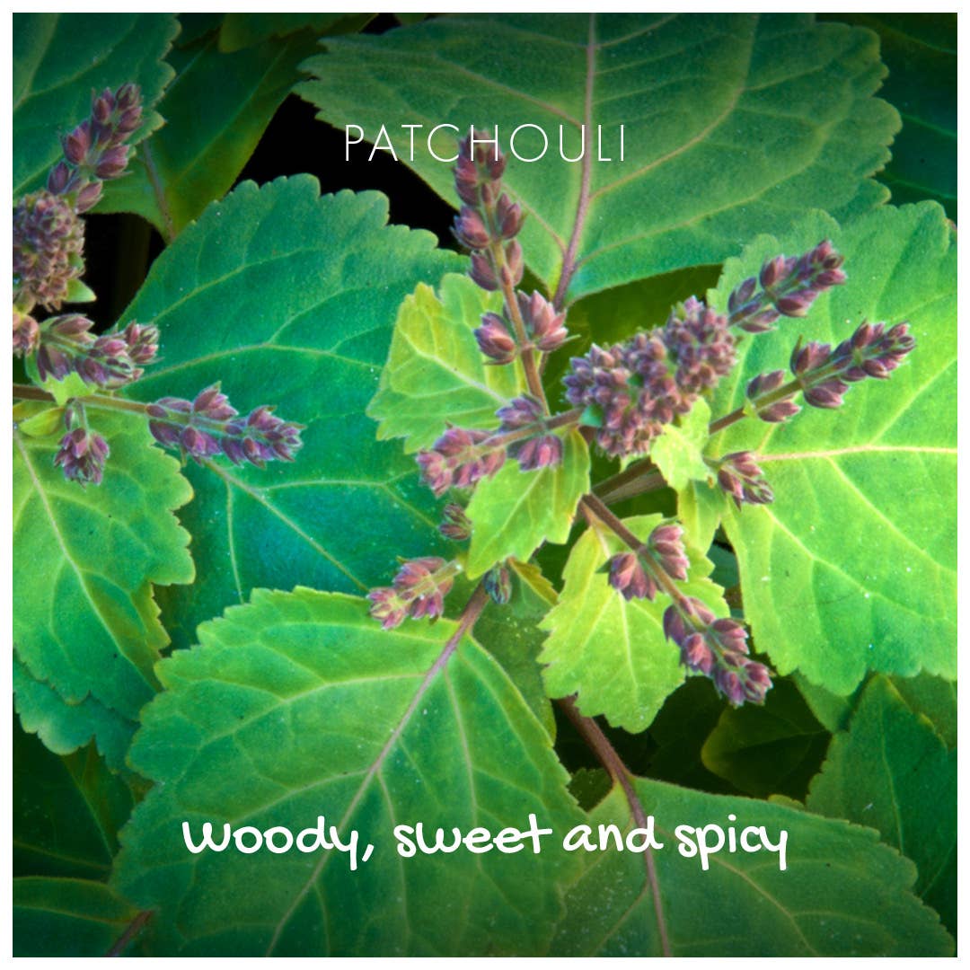 Close-up of a patchouli plant with green leaves and purple flowers, labeled 'Patchouli'.