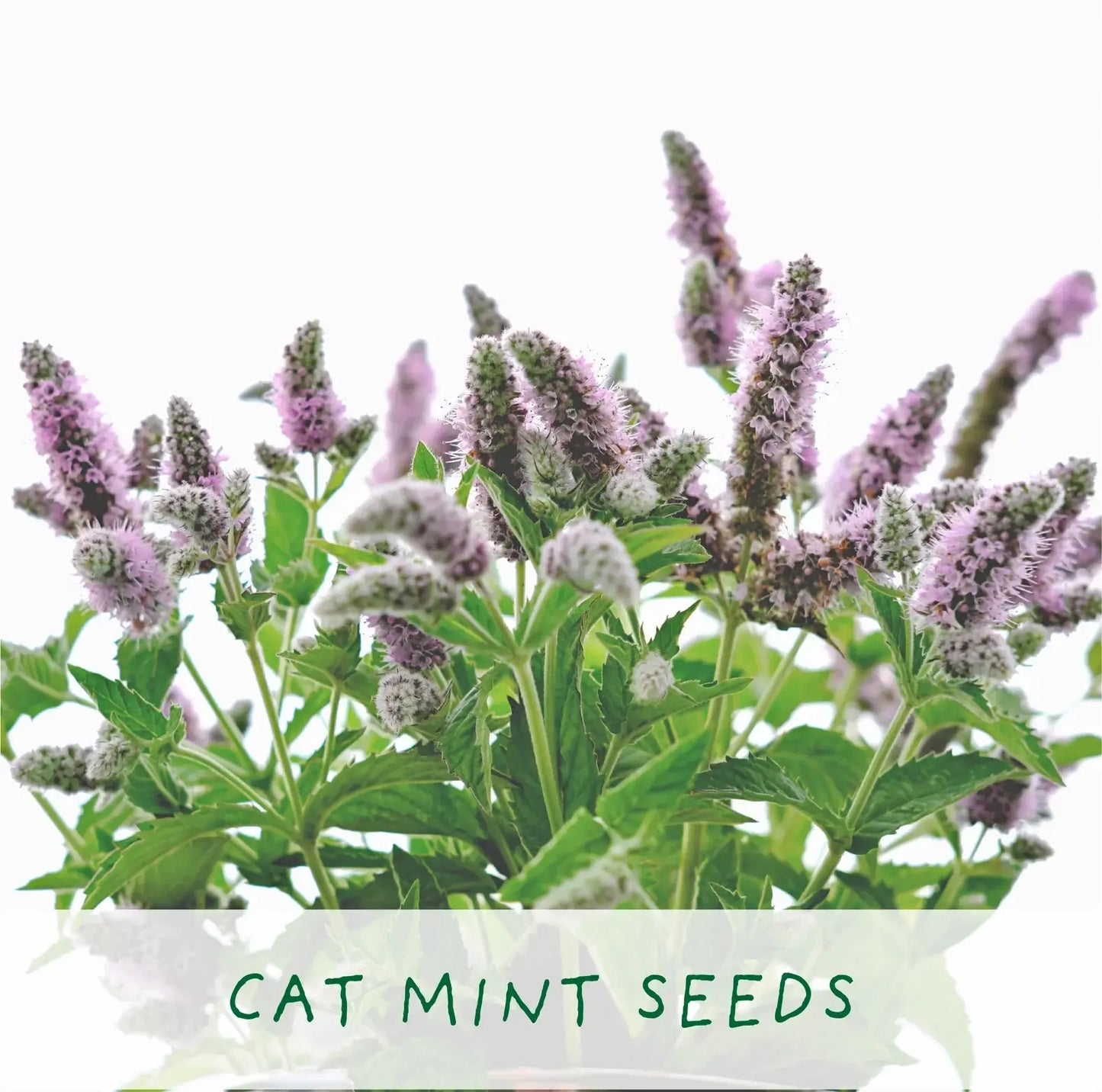 Purrfect Treat Eco Grow Your Own Plant Kit, a sustainable gardening bundle designed for cat owners to cultivate fresh treats at home.