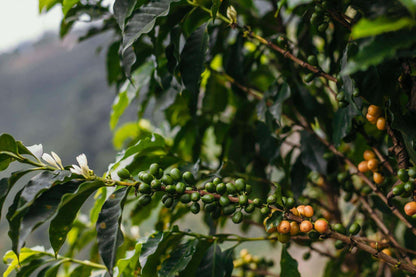 Single Origin Coffee Two Horned Unicorn Half Caff Bundle from Eco-Friendly-Online-Shop, offering a smooth, balanced brew for sustainable caffeine lovers.