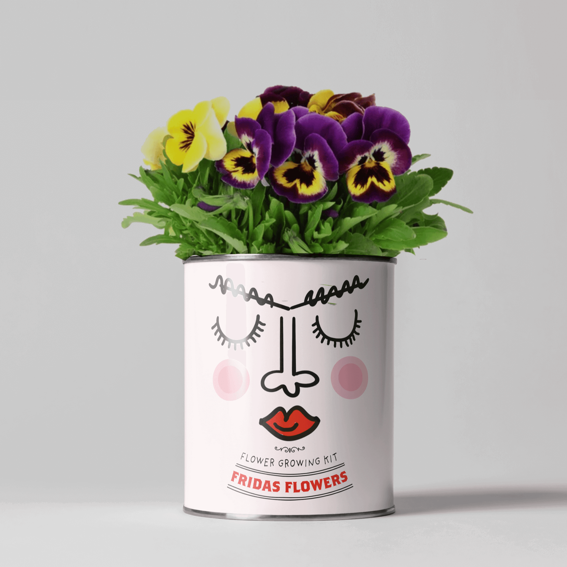 Frida's Flowers Bundle. Eco Grow Your Own Plant, Gardening Kit.