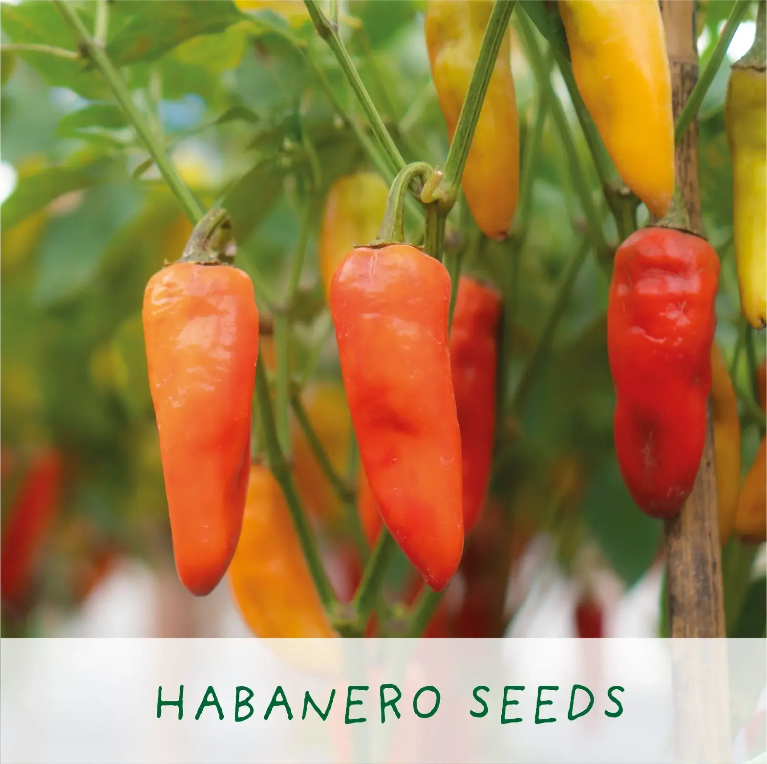 Red Hot Chilli Pot Grow Your Own Plant Kit, a spicy gardening gift for cultivating fresh chillies at home.