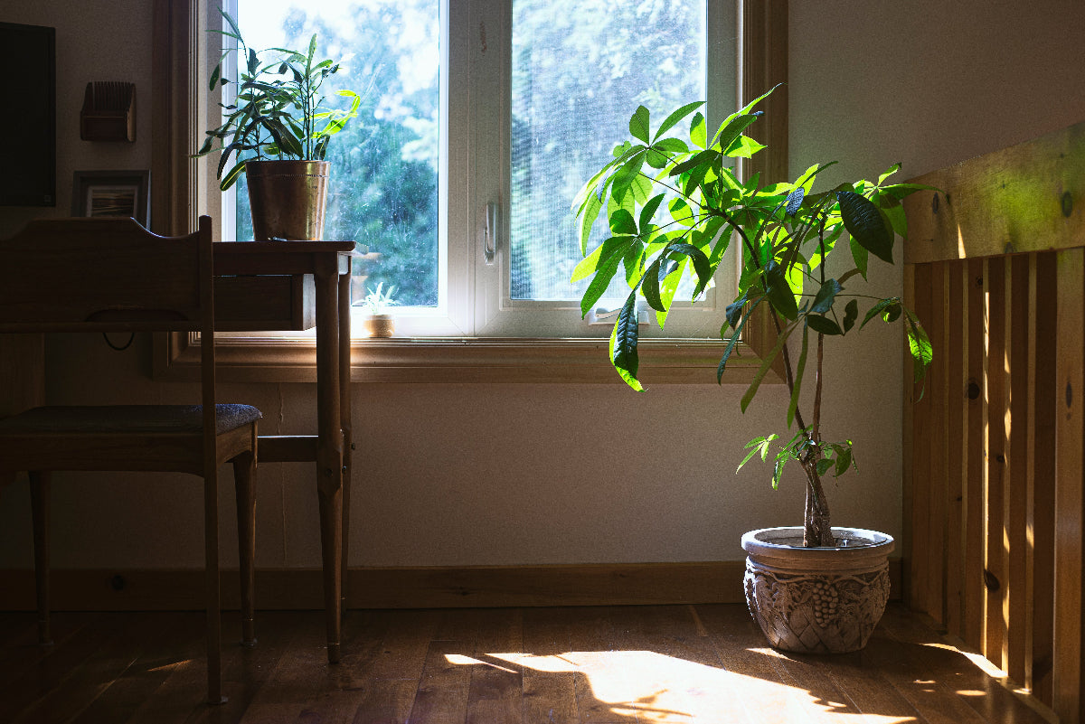 Eco-Friendly Home Fragrance Crafted for Conscious Living
