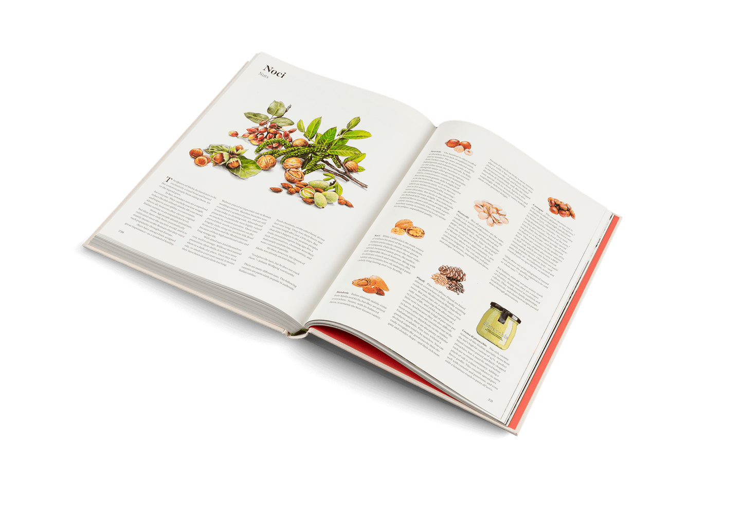 Open page of Originale: Recipes and Essentials of Italian Cooking showcasing ingredients with vibrant illustrations.