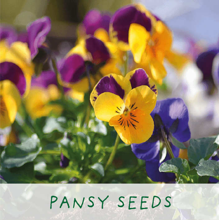 Frida’s Flowers Eco Grow Your Own Plant Gardening Kit from Eco-Friendly-Online-Shop, offering a vibrant floral selection for sustainable indoor or outdoor cultivation.