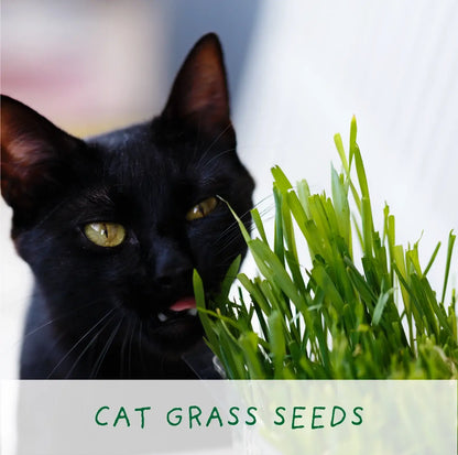 Purrfect Treat Eco Grow Your Own Plant Kit, a sustainable gardening bundle designed for cat owners to cultivate fresh treats at home.
