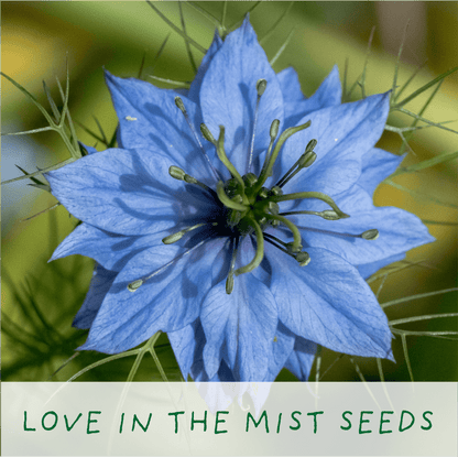 Seeds of Love Eco Grow Your Own Plant Kit from Eco-Friendly-Online-Shop, offering a heartfelt gardening experience for sustainable homes.