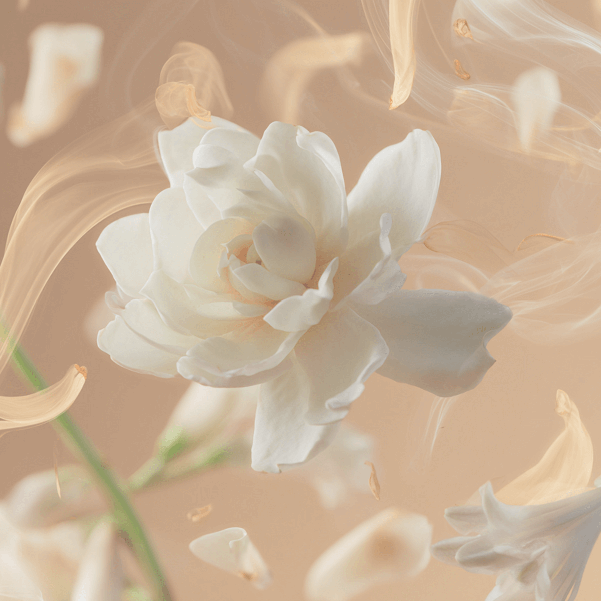 Tallulahs Camellia Fragrance 100ml featuring a beautiful white flower with soft petals on an elegant background.